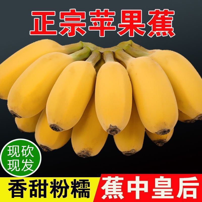 苹果香蕉特大果新鲜10斤正宗自然熟广东粉蕉水果广西皇帝小米芭焦