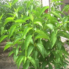 供应各种工程绿化  基地直销 优质杜仲苗圃基地