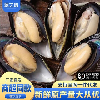 大号青口贝批发餐饮专捕捞翡翠贻贝海虹整箱商用批发包邮
