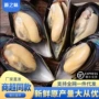 餐饮捕捞大号商用青口贝
