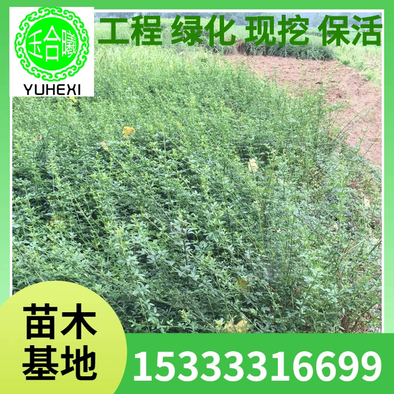 Низкая цена оптом инженерные саженцы для зеленения, маленькие саженцы примулы, полные характеристики, цветы в горшках, саженцы примулы