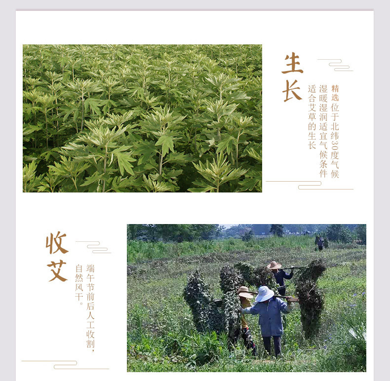 Moxa Sticks Ai Tiao 艾条 4cm Thick Moxibustion Rolls 3 Year Aged Mugwort Wool Paper Wrapped 20cm key features