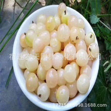 һ�����l܇���ӹ�������Ҙ��m�ϱ����N����ͥԺ���䰫�����Ҙ��