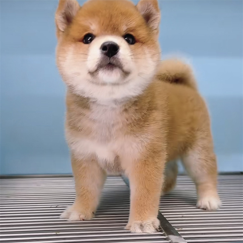 出售精品柴犬纯种日本柴犬家养宠物犬豆柴小型犬柴犬小狗活体幼犬