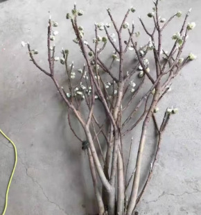 Dropshipping Knot Fragrant Flower Saplings Outdoor Balcony Courtyard Cold-Resistant Strong-Scented Flower Plants Landscaping Clusters
