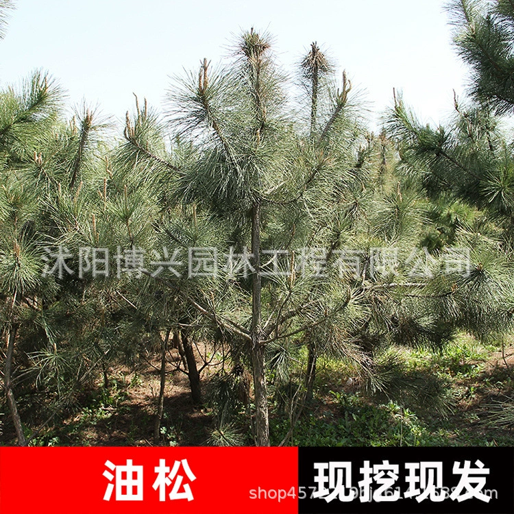 Оптовые поставки саженцев сосны масличной, различные сорта сосновых саженцев, высококачественные саженцы для озеленения, белая сосна, черная сосна