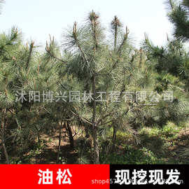 苗圃批发油松树苗各种规格油松苗 优质绿化用苗白皮松 黑松