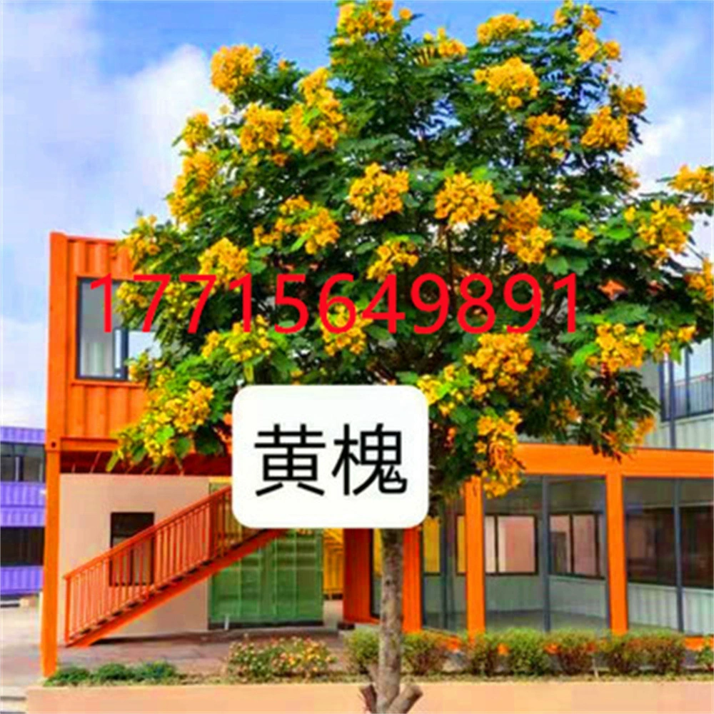 Съедобные камелии рассада Фугиана Софора рассада садовое растение Акация рассада