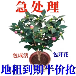����ɽ�軨�������Ի��ܺ��B�Gֲ����ɫ�൤�軨�ļ��_����ͥԺ�N