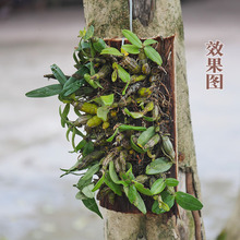 |mrߘƤʯNNֲľOˮ̦FƤľĹ鳵