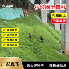 边坡复绿护坡草籽黑麦草高羊茅早熟禾狗牙根紫花苜蓿白三叶草籽