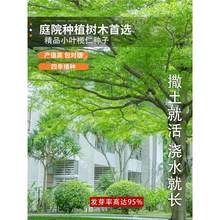 新采小叶榄仁种子 细叶榄仁种子 非洲榄仁种籽林木行道树种子