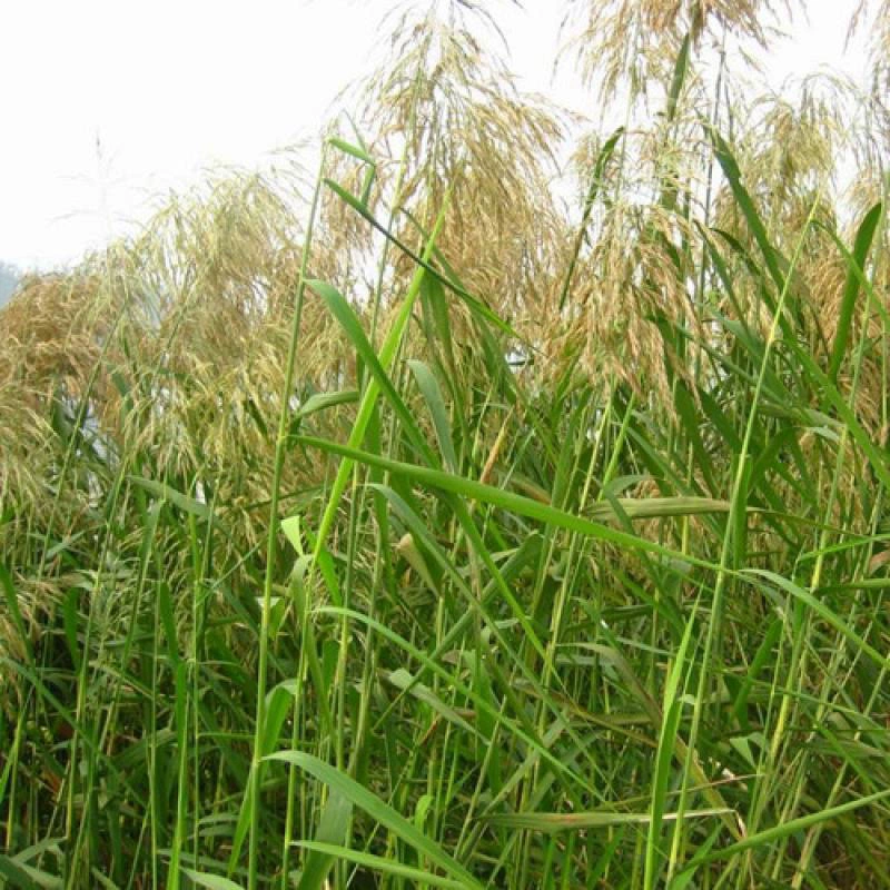 Семена тростника защищает склоны и почвенные травы Тростник семенные растения водные растения Малый кустарник Многолетний пескопеек