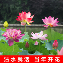 ļͺɻNźˮBԺɏźN^pɻNɏ