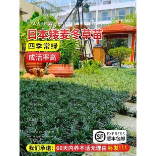 Japanese Dwarf Ophiopogon Japonicus Seedlings, Cold-Resistant and Frost-Resistant Courtyard Greening Plants, Small-Leaf and Medium-Leaf Ophiopogon Japonicus Seedlings, Yulongcao