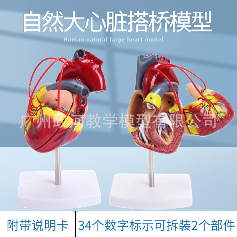 人体标准心脏解剖模型 B超彩超可拆卸自然大心脏医学教学教具模型|undefined
