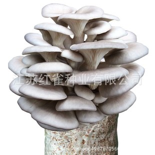 ƽ�����N��ͥ�ЙCĢ���Nֲ�������㹽���乽�N��ʳ�þ��������羳