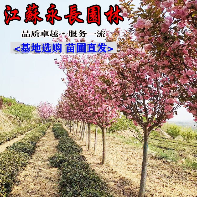 微信图片_20906085809