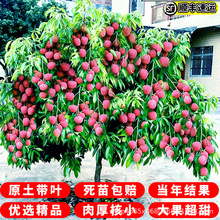 ��֦���m�޽ӟo�˹�ζ�������Ԯ���Y������Цˮ������Ŵ���ٹ���