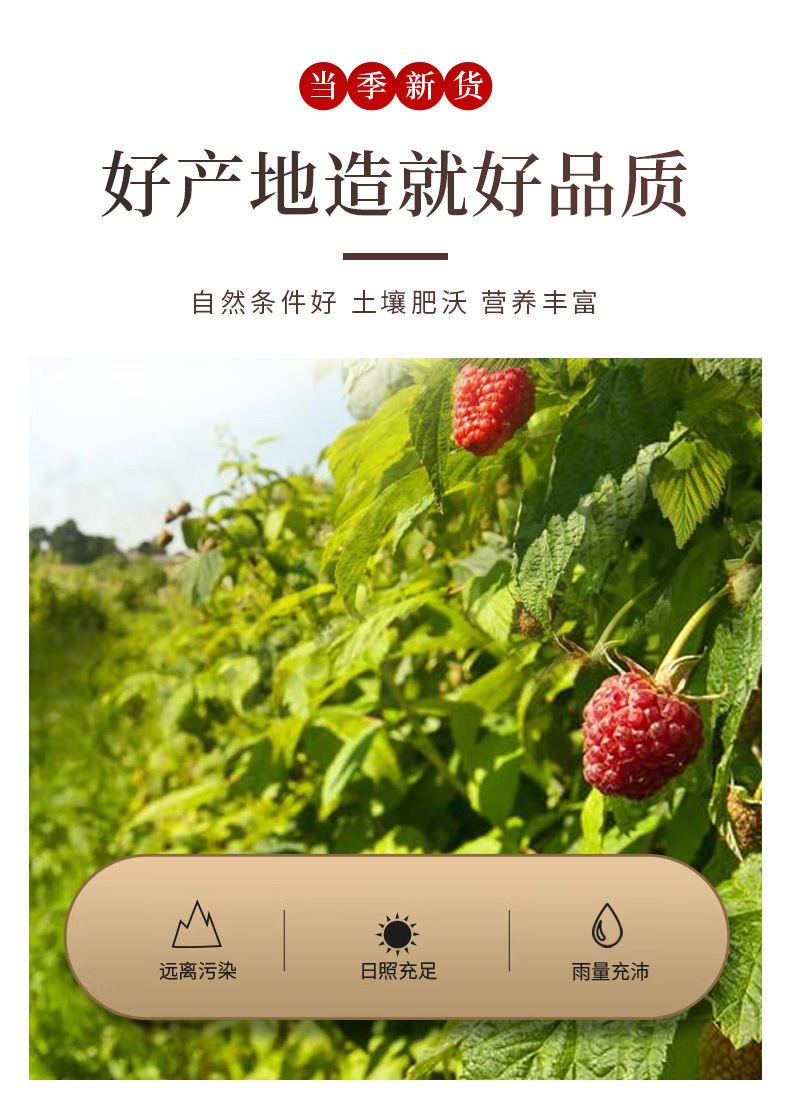 Wild Raspberry Fu Pen Zi Dried Fruit Tea Herb 500g for Tea Soup and Congee specifications