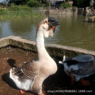 12ö���r�Z���r��ɢ�B���Z��Ұ���ˮ���B�ЋD���Z�������^�õ�