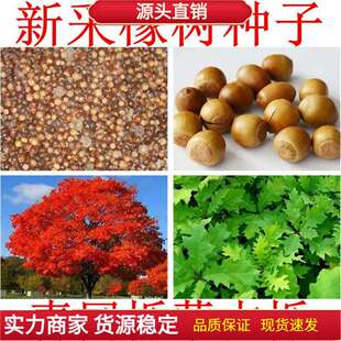 �陵ե�� ���N�� ��������N�� �ɹř� ������ӷN�� ���� ����