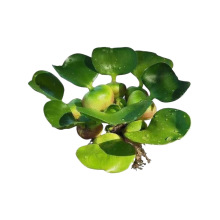 ˮ���Jˮ��ݾGֲˮ������ˮ�|�B���~����Ʒ�쾰���B�~��Ƽ��ˮ