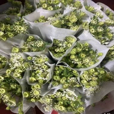 Роза цветы базовая ставка Юньань Куньмин прямая доставка лилия длинные волосы подсолнух красная фасоль хозяйство свежие срезанные воды