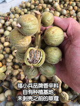 草蔻500草寇仁草豆蔻老寇草扣大草寇炖肉煮卤料可粉香料调料大全