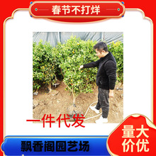 �������������r�Fժ�F�ڎ������~�l������̲��С����ļ�����