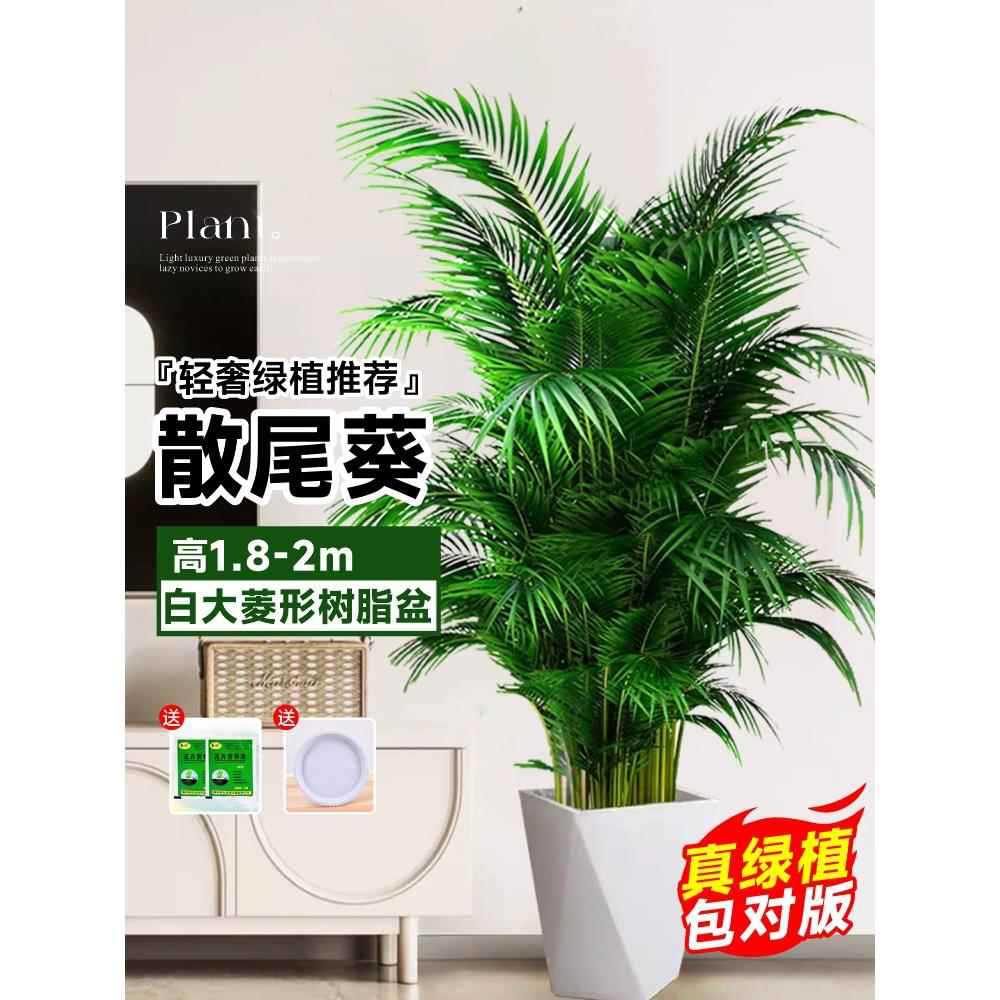 [Door to Door Delivery] 고품질 느슨한 꼬리 해바라기 1.8- 2.1m 그루★흰색 대형 프리즘 수지 세면대 + 프리 트레이 세면대★사계절 상록수 애완동물