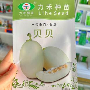 White-Skinned Melon Seeds Lihe Seedlings First-Generation Hybrid Thick-Skinned Melon Seeds Sown in Spring, Summer and Autum Fruit Seeds