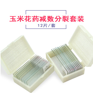 Higher Education Standard Corn Countdown Split Set Cell Split Heritage 12 Pieces Biological Slices Set