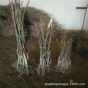 �޽Ӻ��Ҙ��� ����ֱ�N ͥԺ�Nֲ Ʒ�Nȫ 8���ֺ��Ҙ���