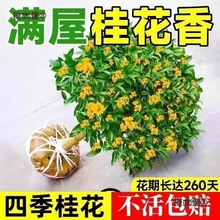 �Gֲ�����ں��B�҃������ļ������Ϳ�ʳ�ù����Թ𻨘�����̫��