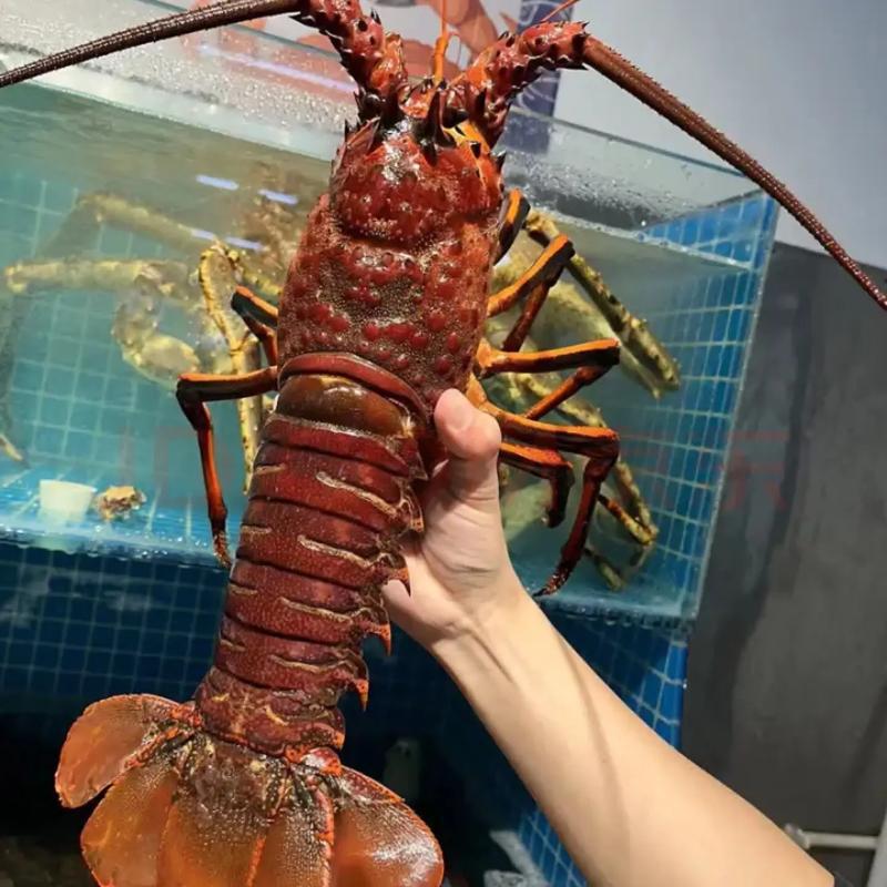 澳洲红龙虾鲜活冷冻澳洲龙虾西澳特大龙虾活冻深海红龙