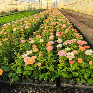 Roses Bloom All Year Round, Small Potted Seedlings, Artificial Home Green Plants, Shipped with Soil, High Survival Rate