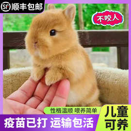 兔子活物长不大迷你侏儒猫猫兔荷兰垂耳小兔活体幼崽家养宿舍宠物