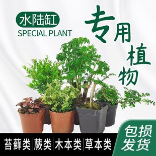 ˮꑸ�ֲ�ﾳ��΢���^�̽q̦�\��ާ��辰���ָ��쾰�Gֲ