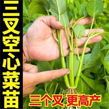 ɽ�|�۹�������Ĳ�����߮a�������~���Ĳ˷N���ļ����Դ��~���