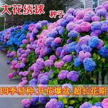 绣球花种籽子四季播种开花多年生花籽盆栽种植庭院易活室内外植物