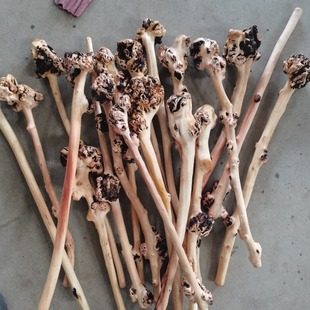 ɽ��ľ���� �°��S�н����� ������ľ�|�������ӏS��ֱ����ľ