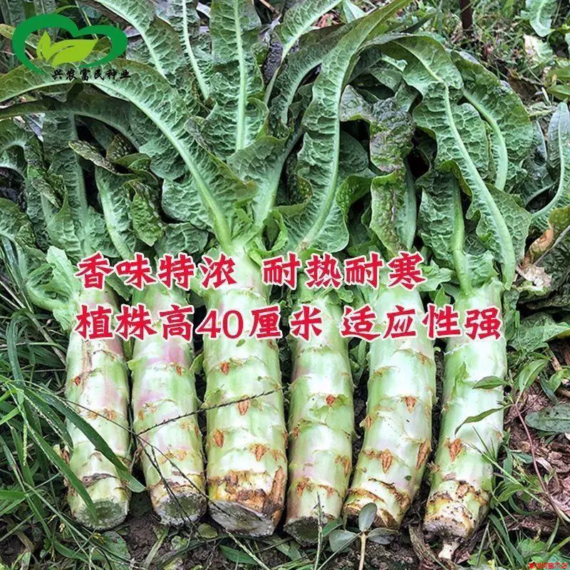 Семена четырехсезонного салата, семена ароматного салата с зеленой кожурой и зеленым мясом, высокоурожайные, термостойкие и морозостойкие семена весенних, осенних и зимних овощей.