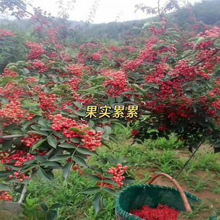 ̩��һ̖���������Ե��Ԯ���Y����t���Ĵ��齷�������ϱ����Nֲ