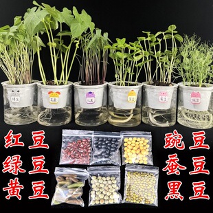 �G���Q���㶹�t���G���S��ܿ��ˮ��N�������׃��@�W���^��Gֲ��