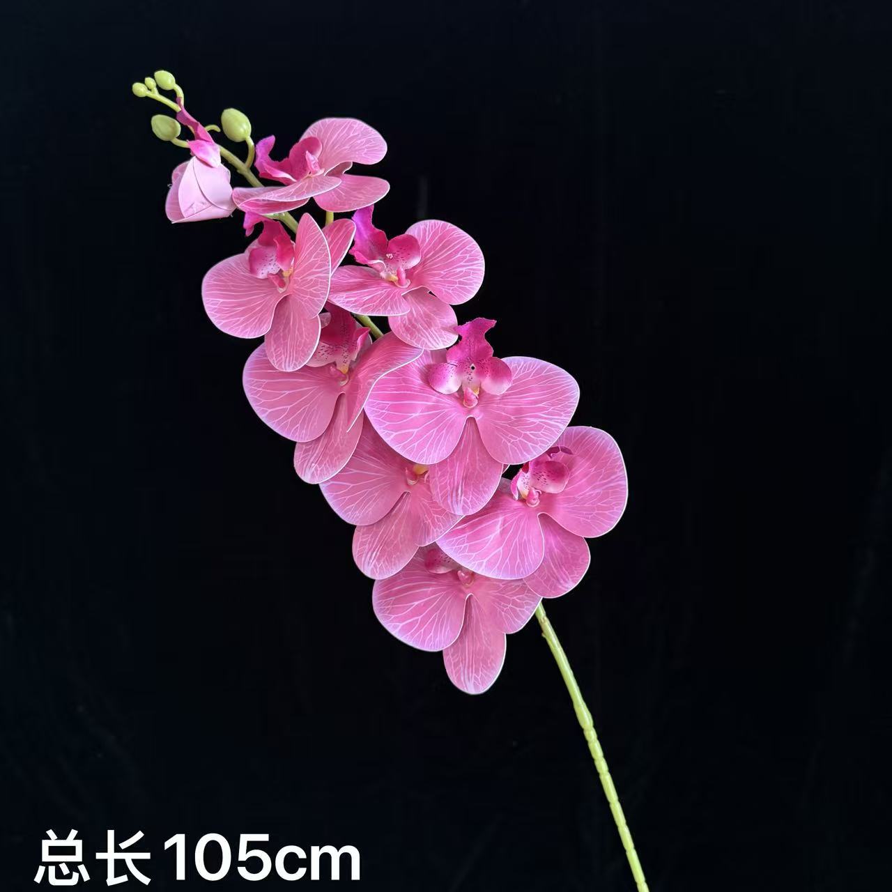 베고니아 레드