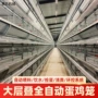 立式层叠式定制热镀锌蛋鸡笼