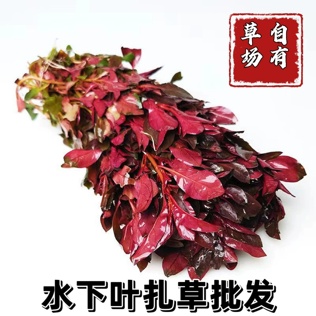 Красный сосновый хвост зеленое перо Красная сиреневая пламя сиреневая кровь сердце синий зеленый двор аквариум пейзаж водные растения живут оптом