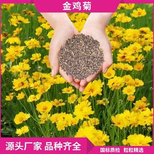 Coreopsis Seeds, Landscaping, Flower Sea, Flower Bed Landscape, Wholesale Perennial Perennial Coreopsis Flower Seeds