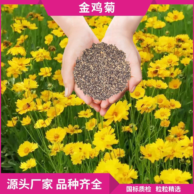 Семена кореопсиса, ландшафтный дизайн, цветочное море, ландшафт цветочной клумбы, оптовые многолетние семена цветов кореопсиса